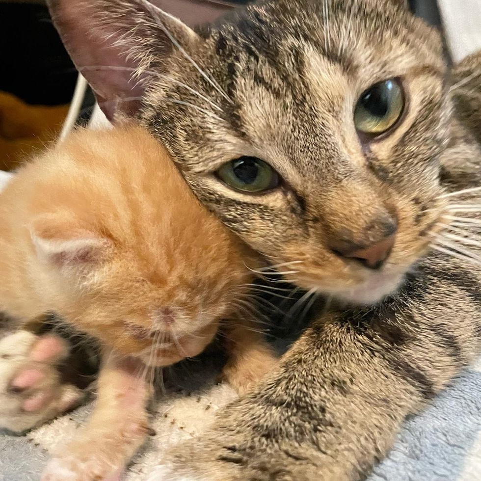 cat hugs kitten