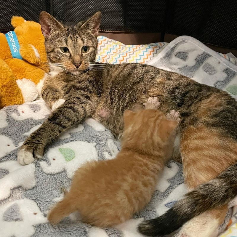 cat nursing kitten