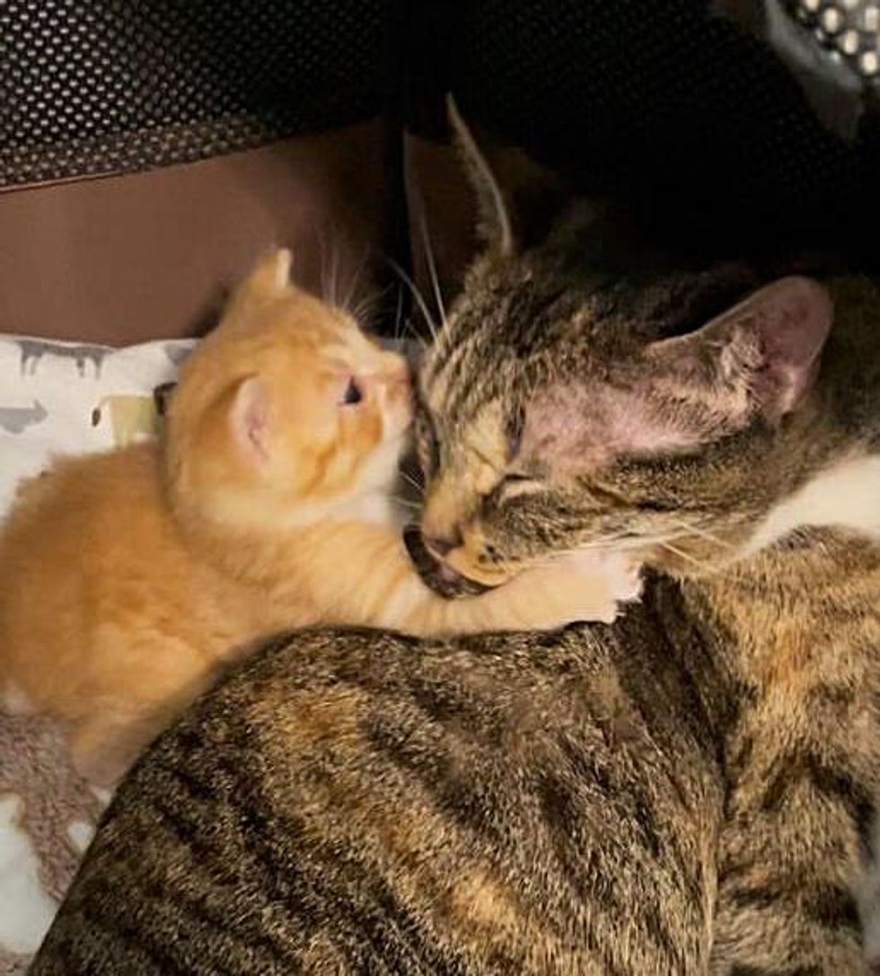 kitten hugs cat