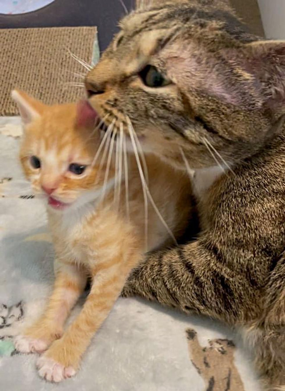 cat bathes kitten