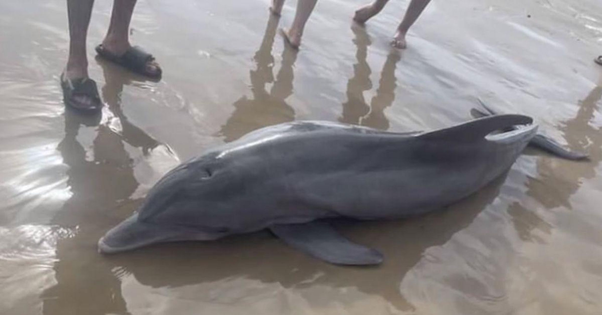 Beachgoers Kill Dolphin Stranded On Texas Beach By Trying To 'Ride' It After Dragging It Back Into Water