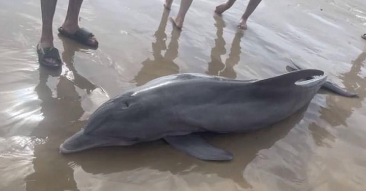 Beachgoers Kill Dolphin Stranded On Texas Beach By Trying To 'Ride' It After Dragging It Back Into Water