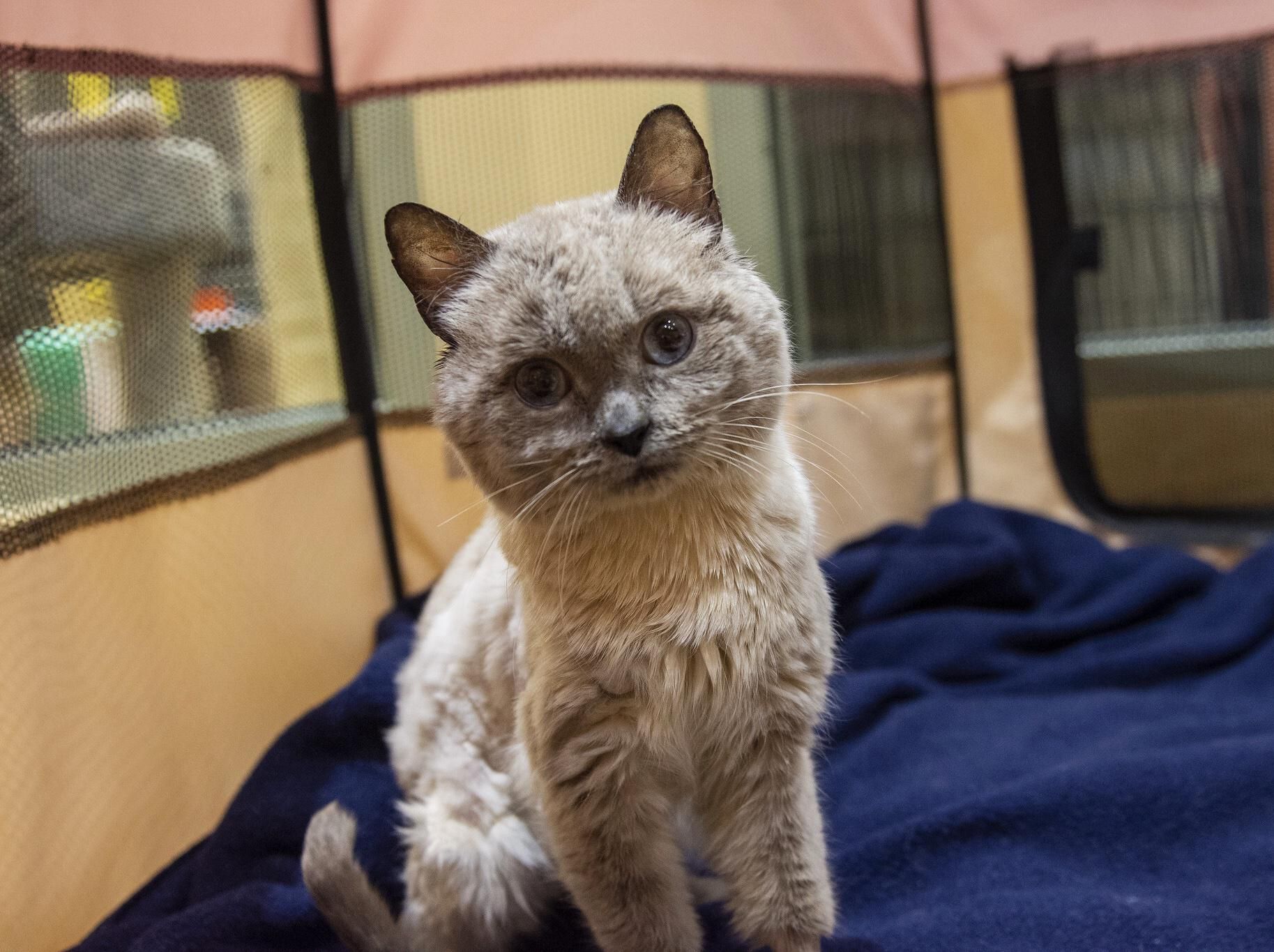 Cat that looks like a sales teddy bear