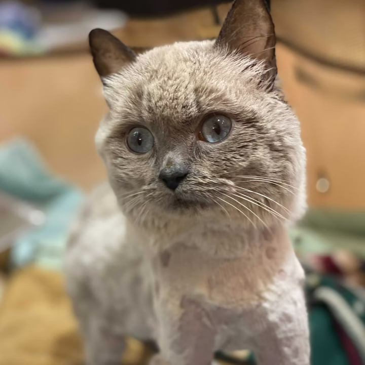 teddy bear siamese cat