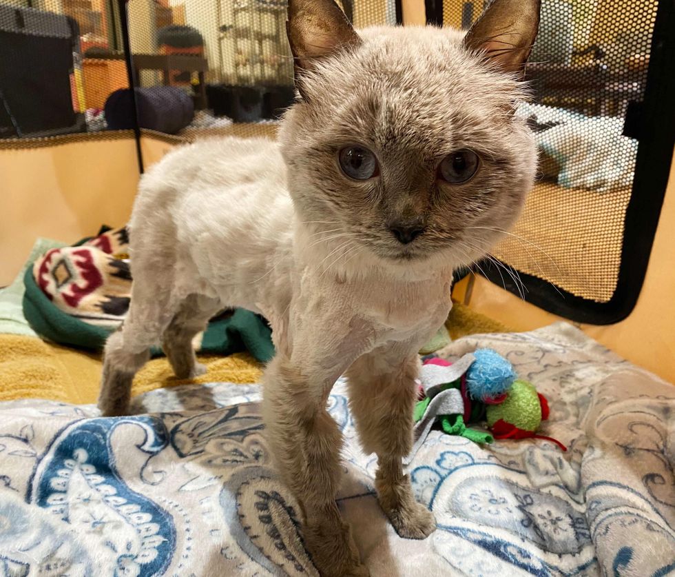 rescue siamese cat