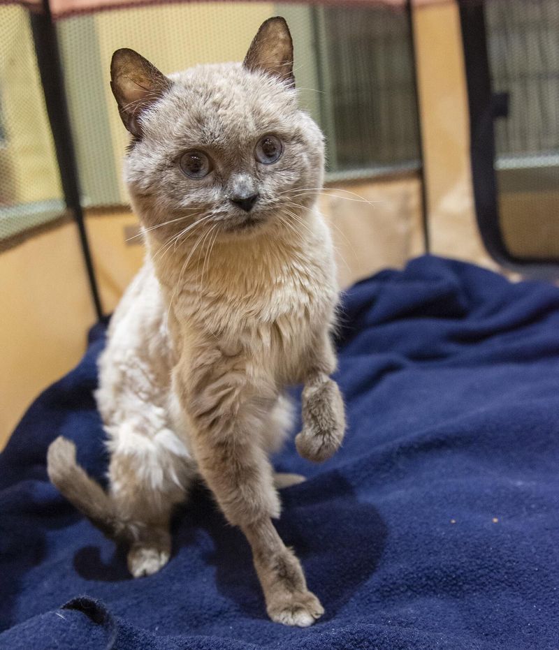 teddy bear cat, siamese beautiful eyes