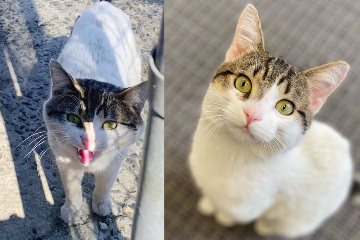 Cat Walks Up to People and Asks Them to Take Him Home After Roaming Outside for Weeks