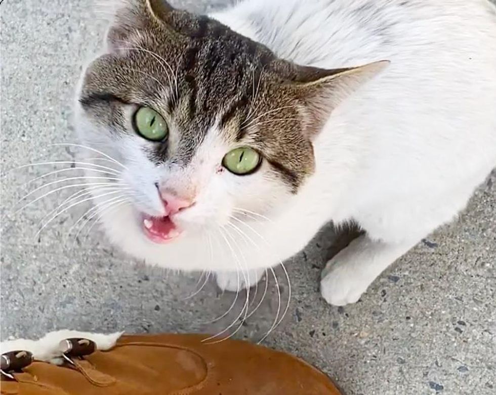 stray cat meowing