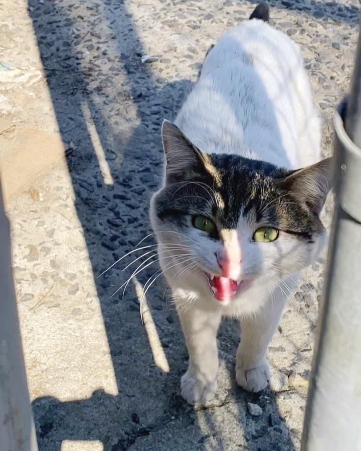 stray cat meowing