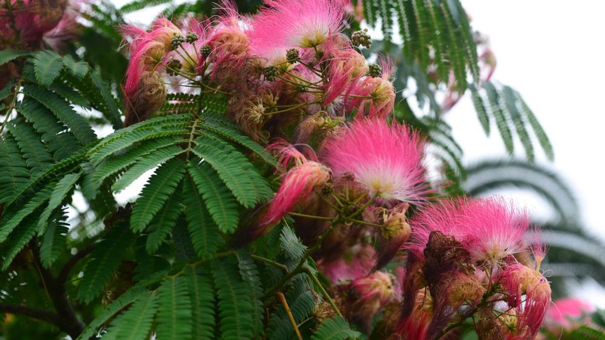 In defense of Mimosa Trees, the flowery trees that get too much flak