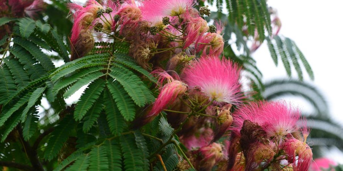 In defense of Mimosa Trees, the flowery trees that get too much flak