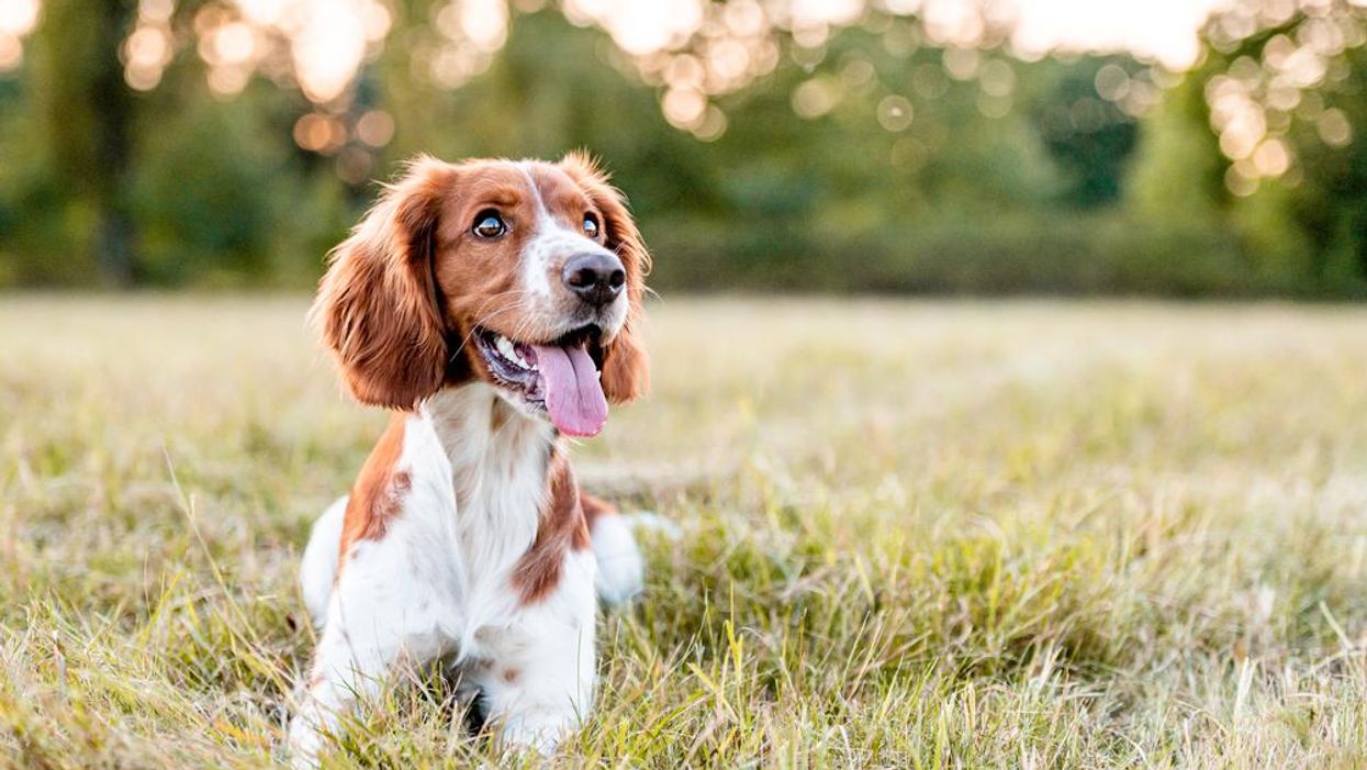 Where did the phrase 'barking up the wrong tree' come from?