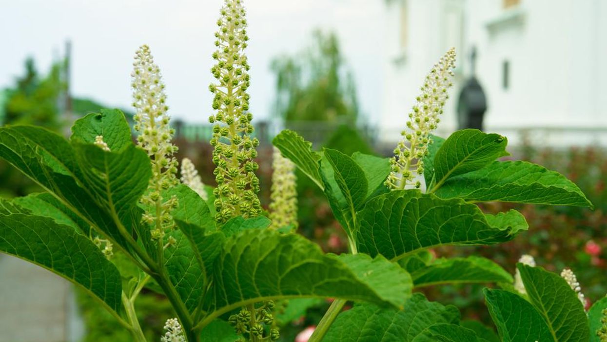 How did the toxic poke sallet plant become a Southern staple?