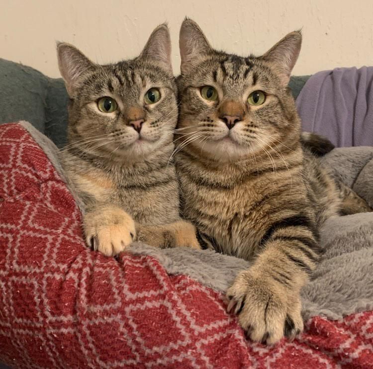 bonded tabby cats, wobbly cats