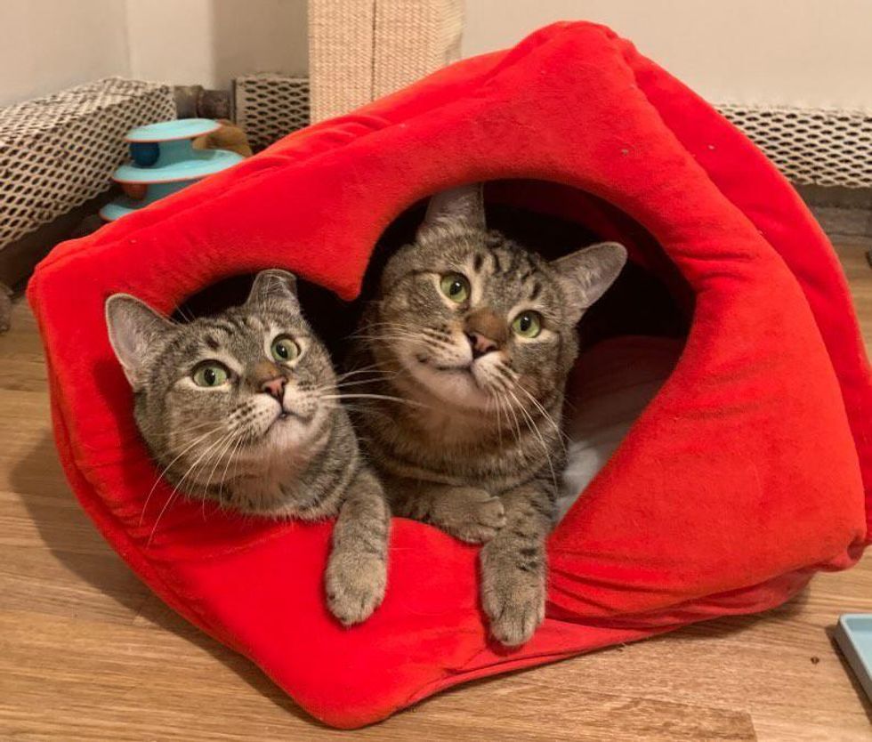 bonded tabby cats, cats in heart bed