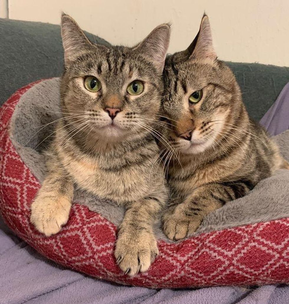 cuddly tabby cats