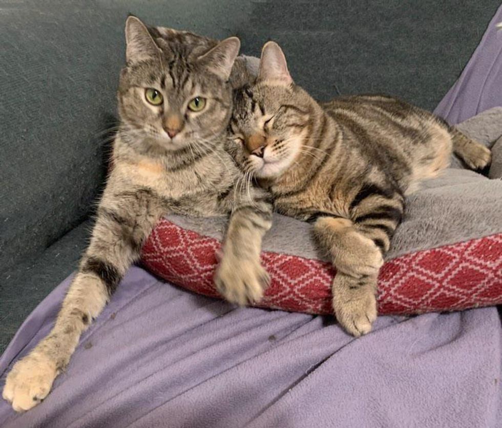 bonded tabby cats