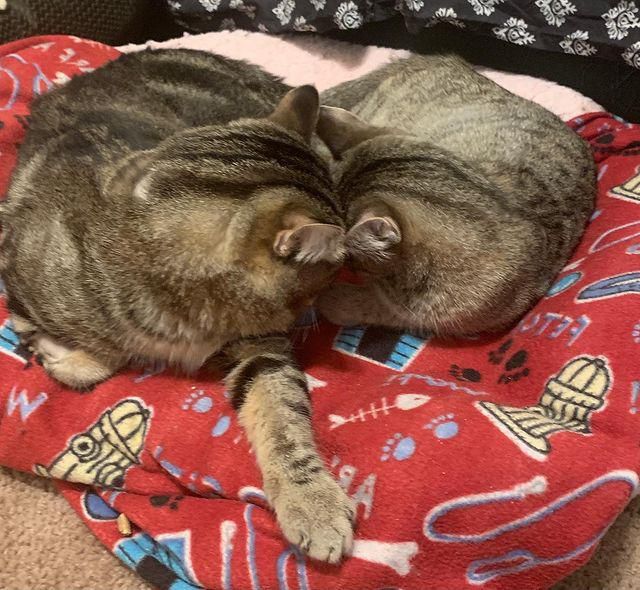 bonded tabby cats