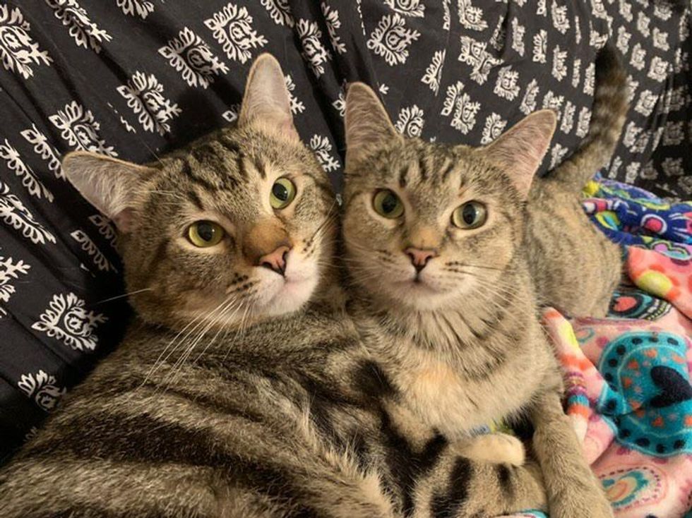 bonded tabby cats