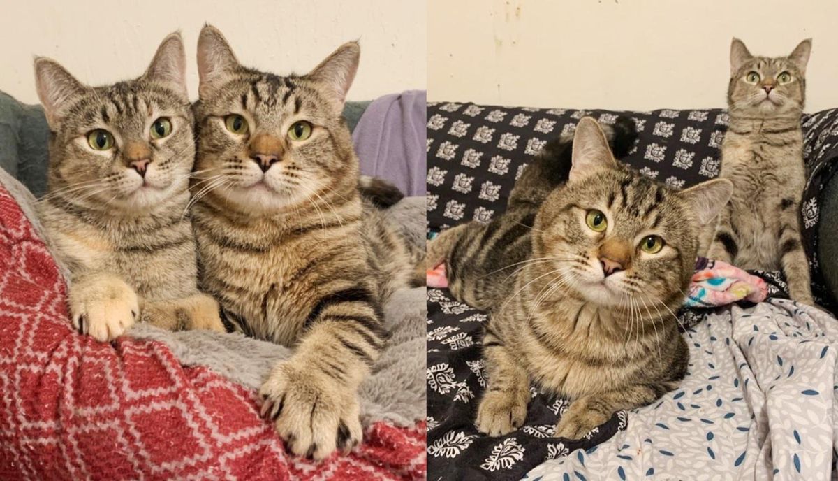 Cats with Wobbly Feet Waited Nearly a Year for a Home of Their Dreams Together