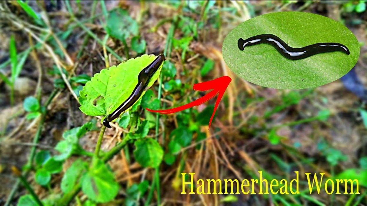The truth about those posts on poisonous hammerhead worms and what to do if you see one
