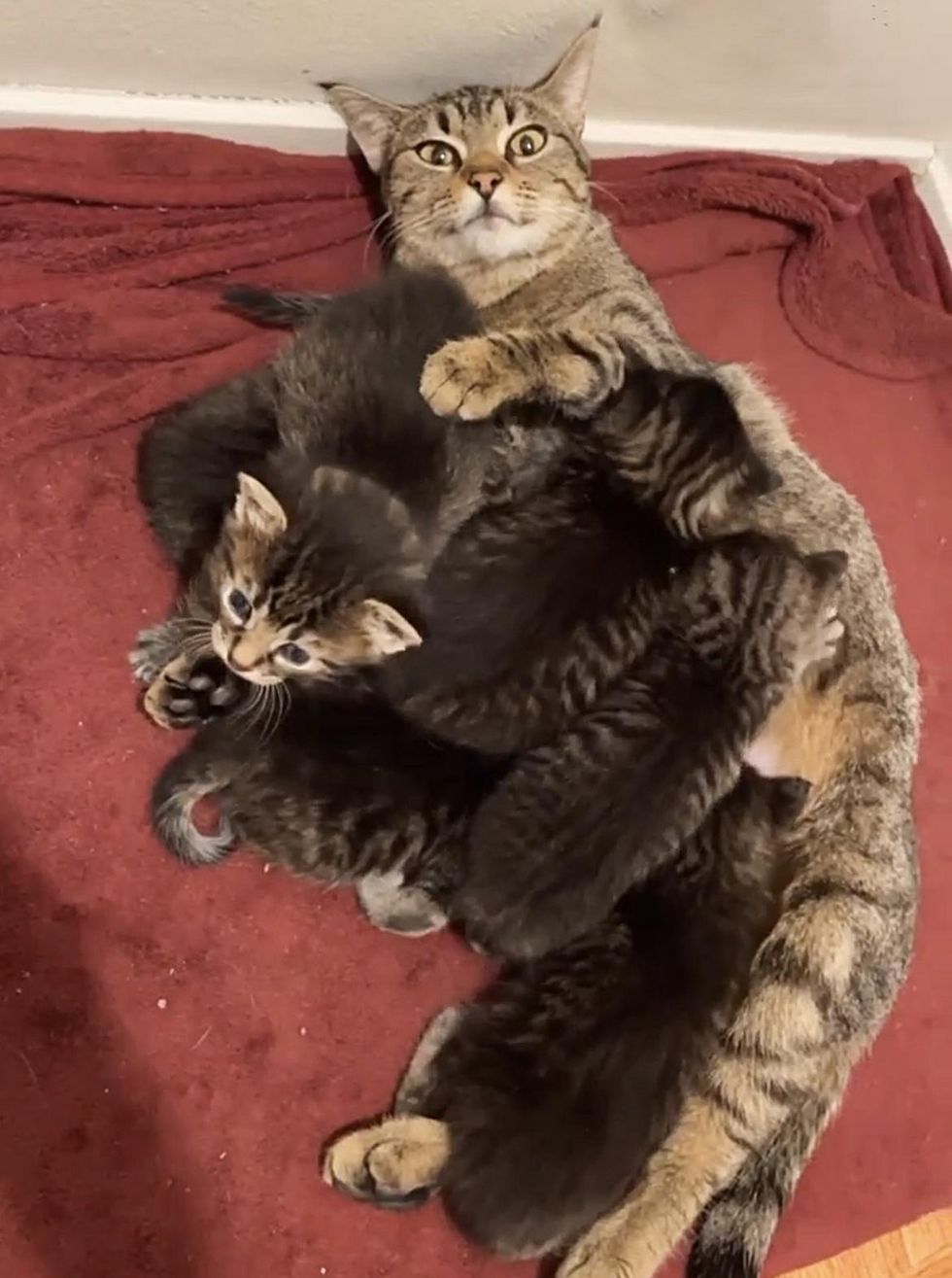 nursing cat mom kittens