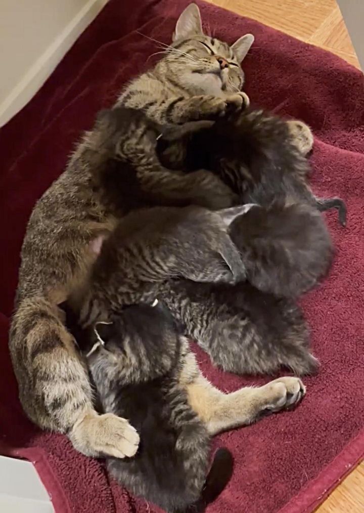 kitten nursing on cat