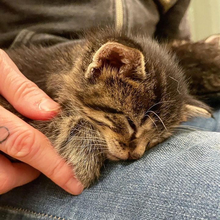 sleeping kitten