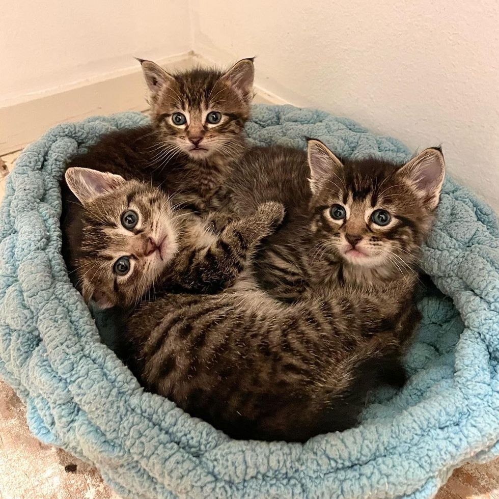 tabby kittens bed