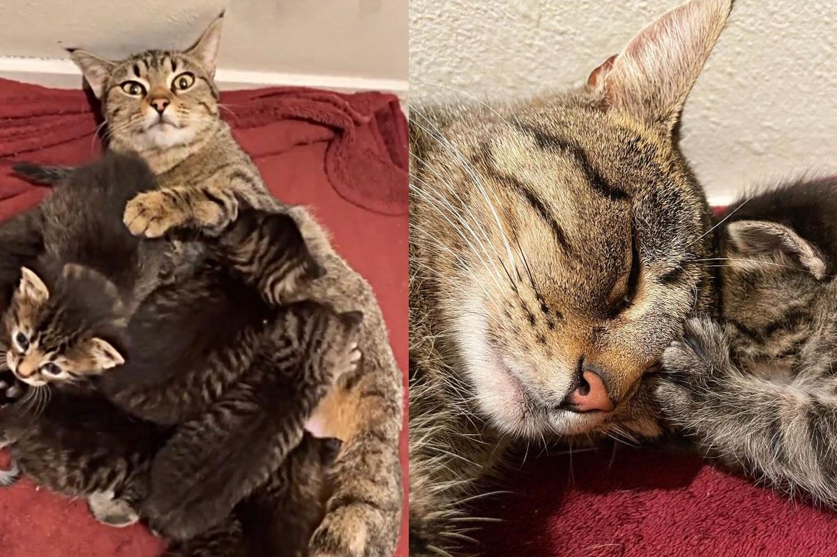 Cat Finds a Place for Her 6 Kittens and Purrs Nonstop Knowing They Never Have to Be Outside Again
