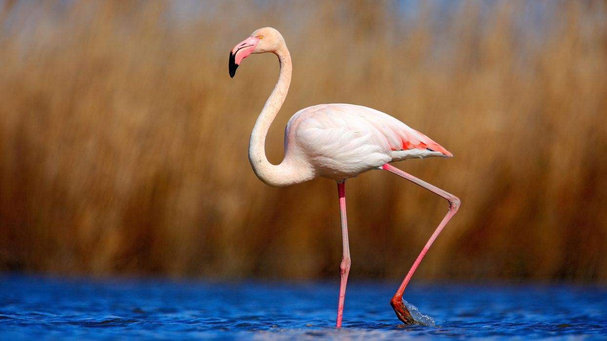Flamingo that escaped Kansas zoo 17 years ago spotted in Texas