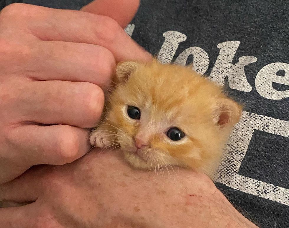cuddly orange kitten