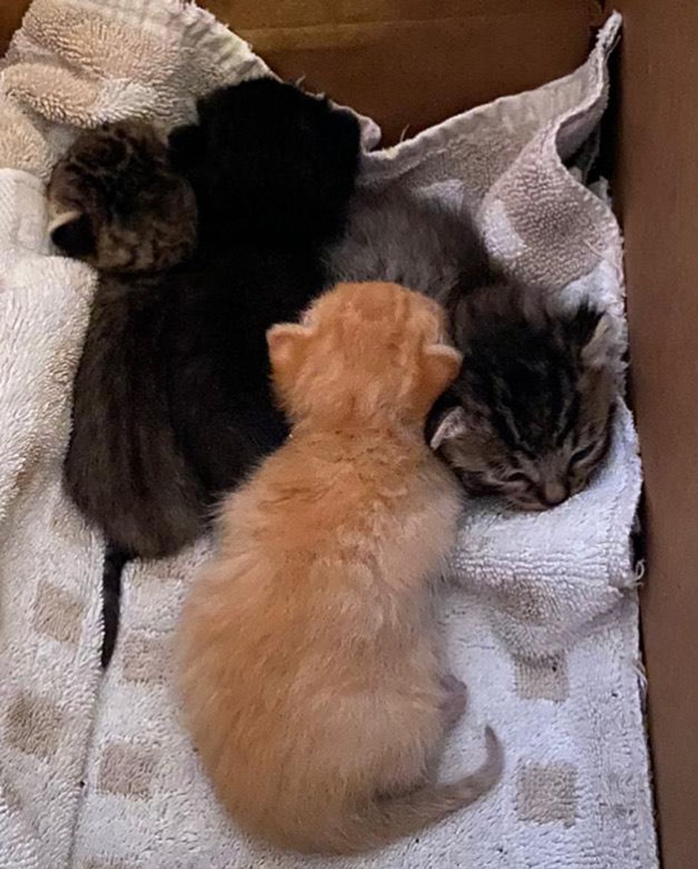 litter of four kittens