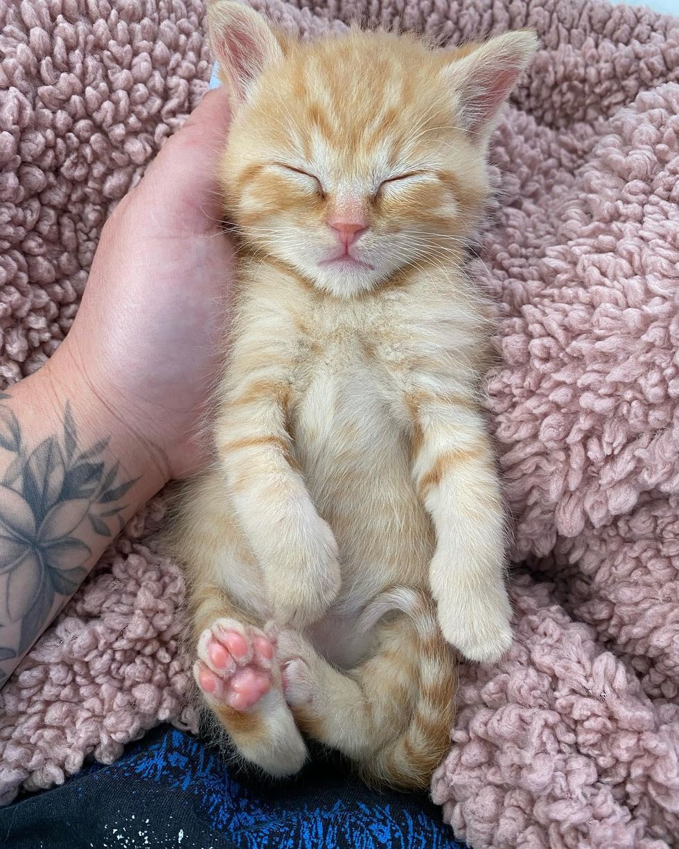 sleeping lap kitten
