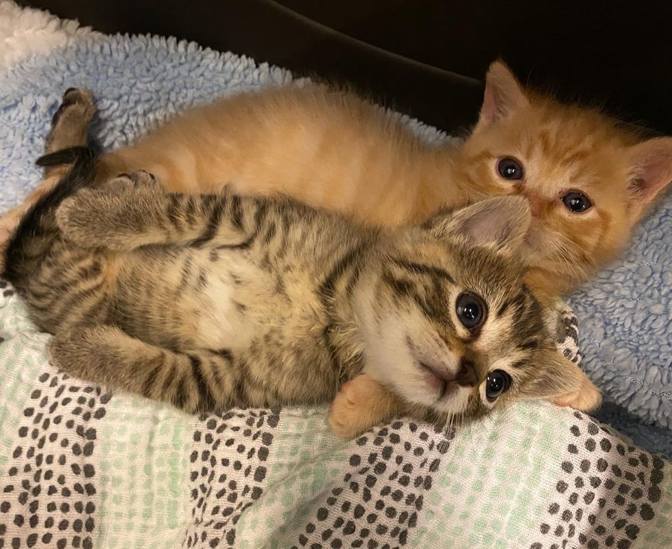 cuddly kittens