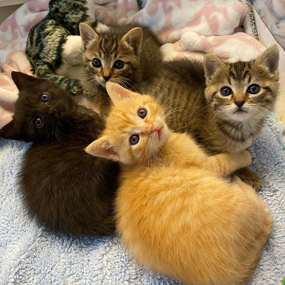 sweet kittens