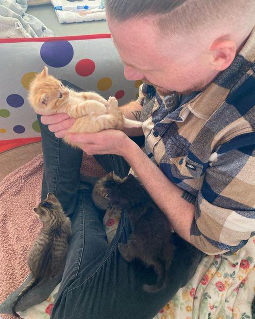lap kittens, real men love cats