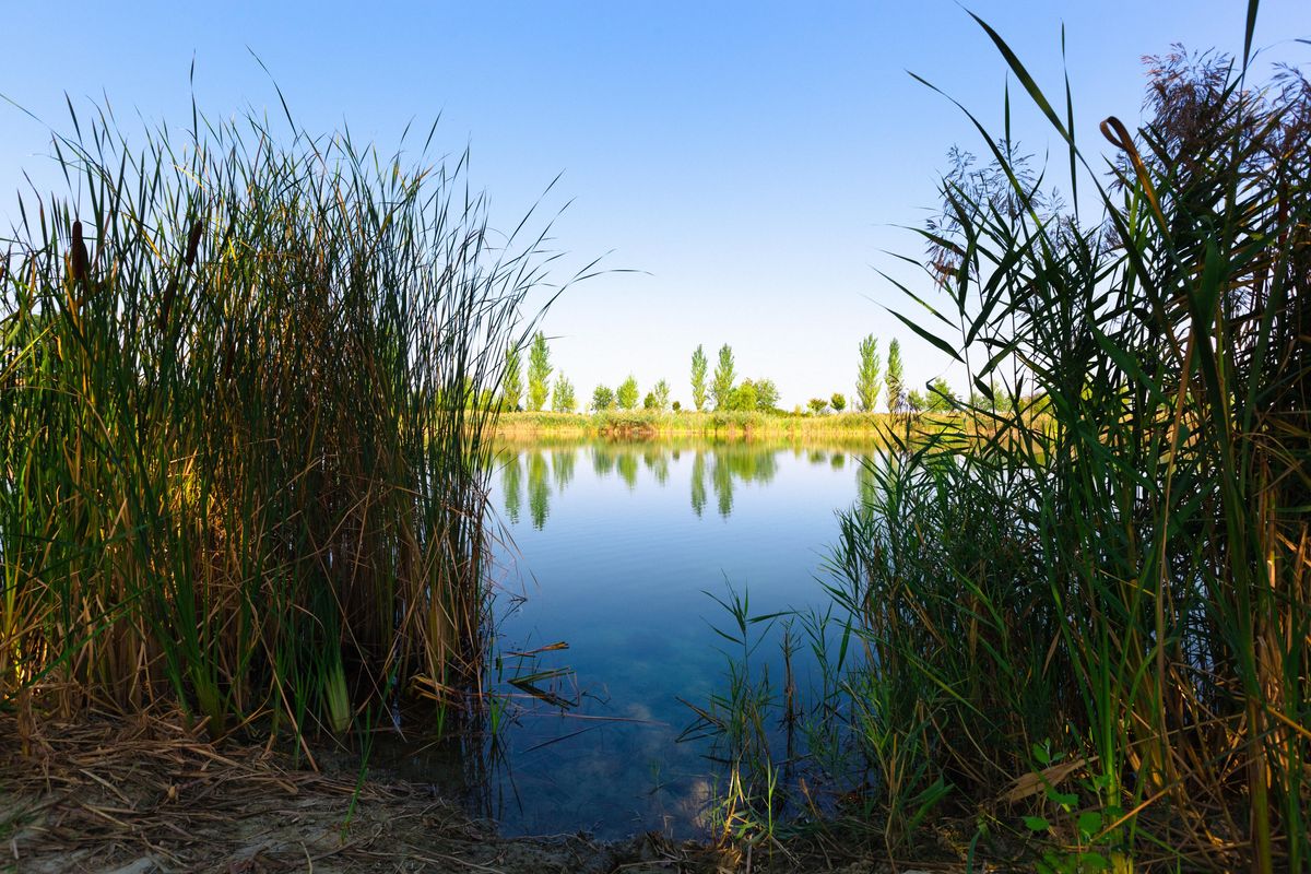 Alberi liberi e un fiume pieno di vita. La pineta di San Vitale è l’oasi padana