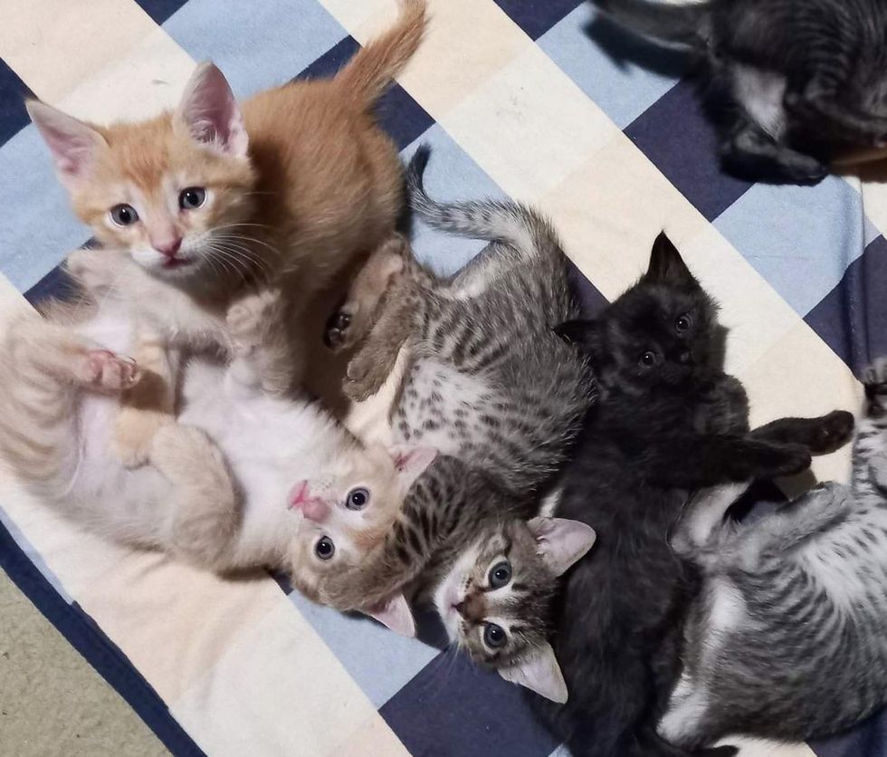 cuddle puddle kittens