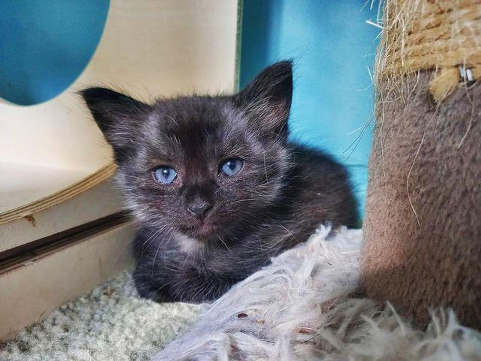 Kitten Arrives as Orphan Eager for Warmth, and Finds Cat Who Doesn't ...