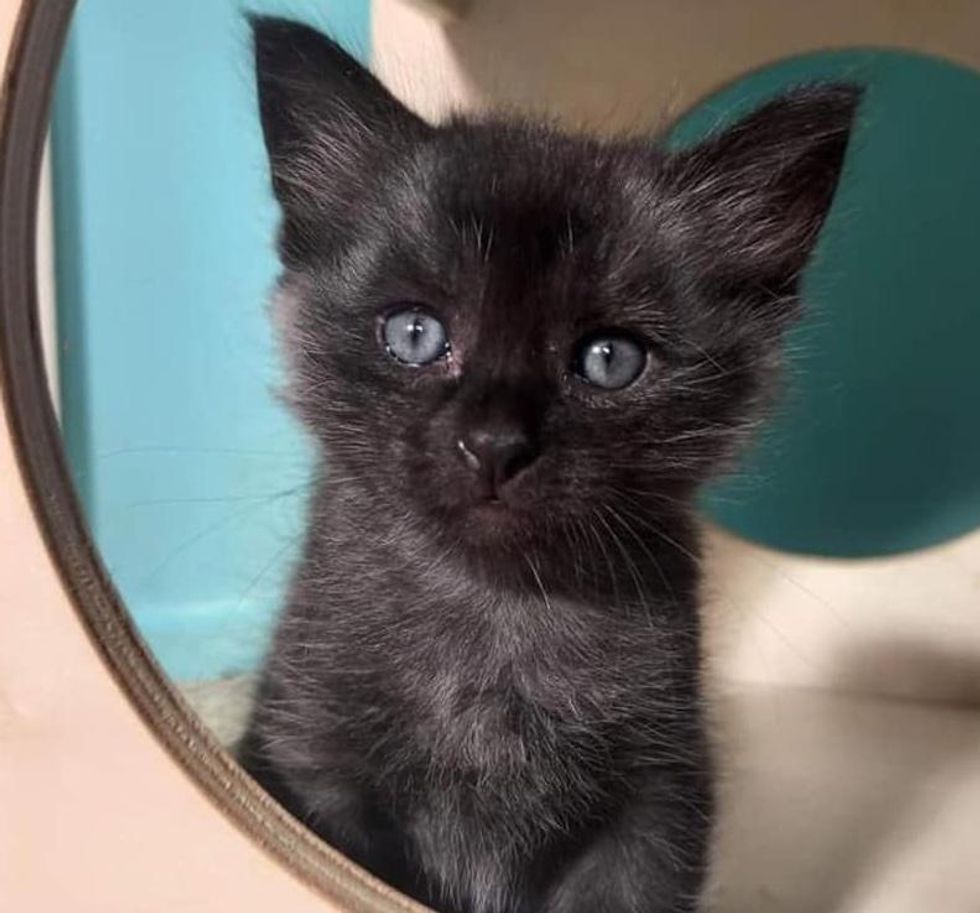 silver coat kitten