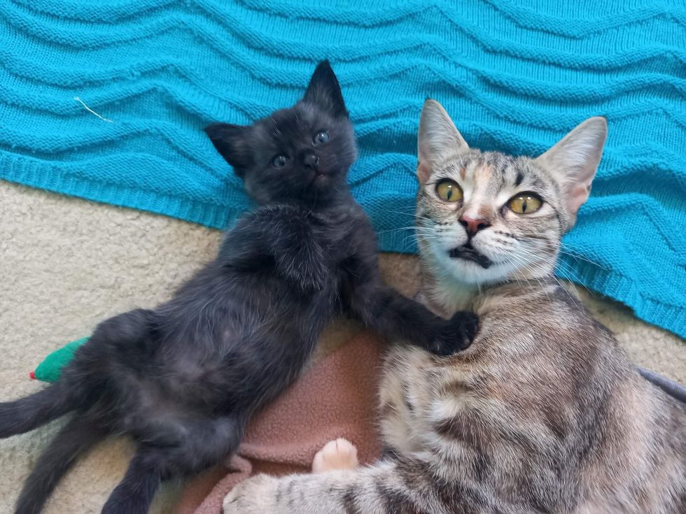 silver coat kitten, cat mom