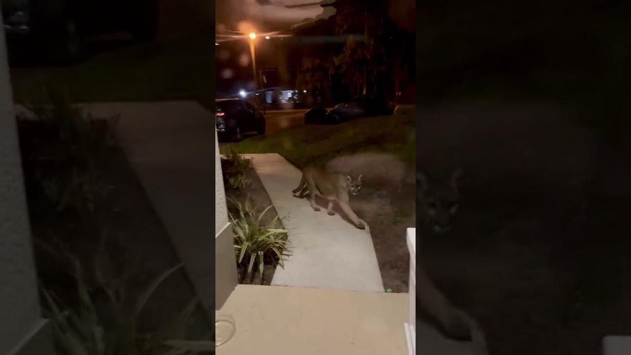 Doorbell camera catches rare Florida panther sighting in Naples neighborhood