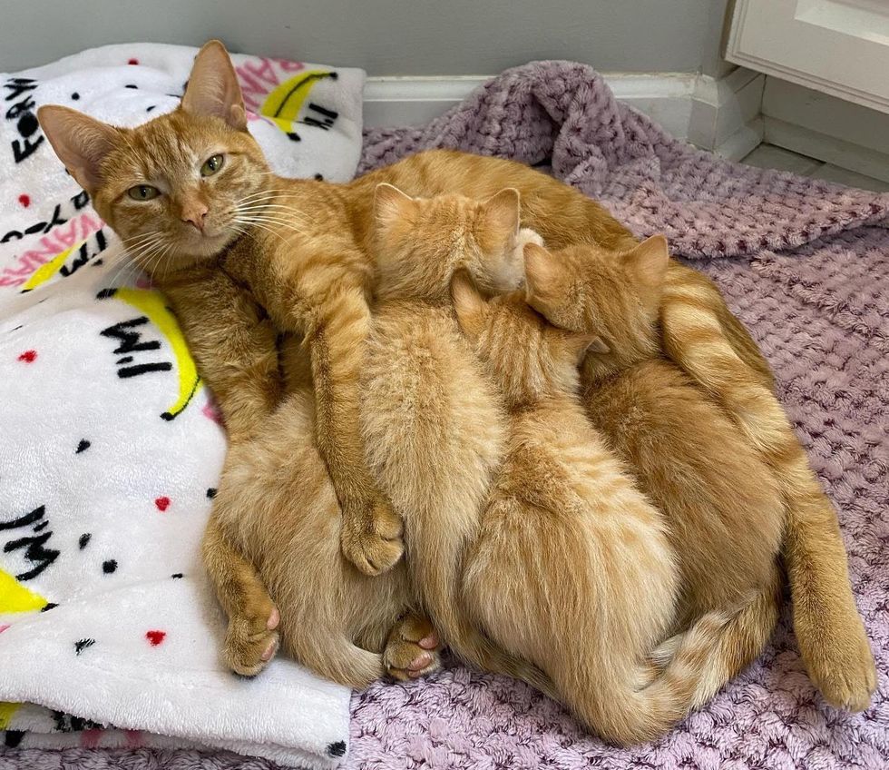 cat nursing kittens