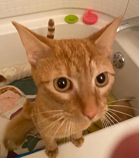 orange cat