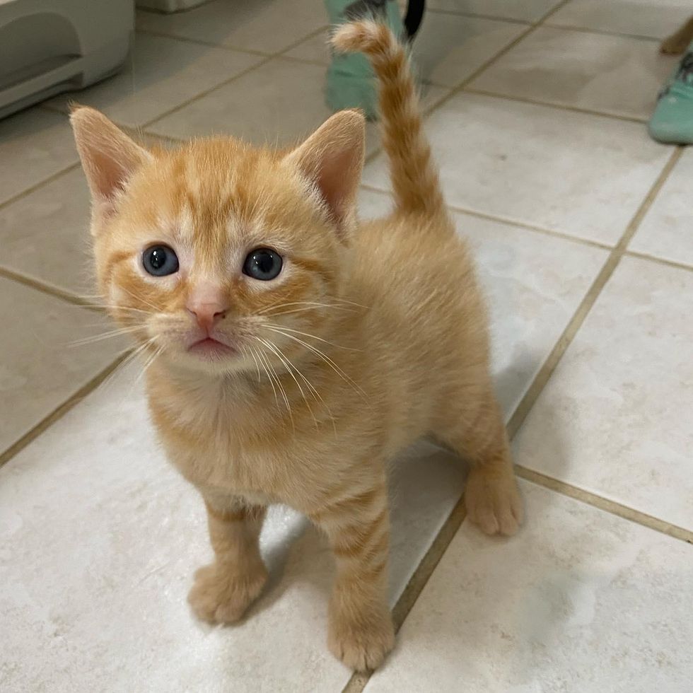 orange kitten