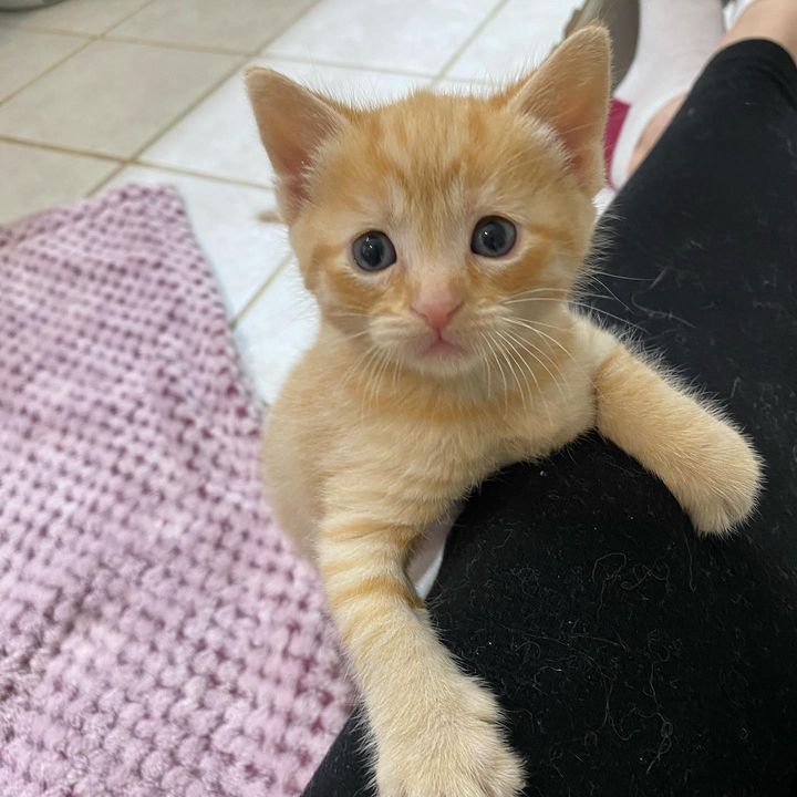 orange lap kitten