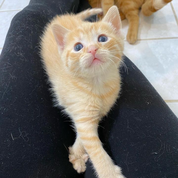 lap kitten orange