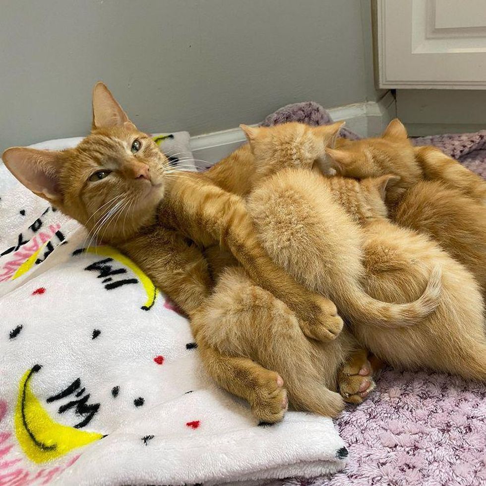 cat nursing kittens