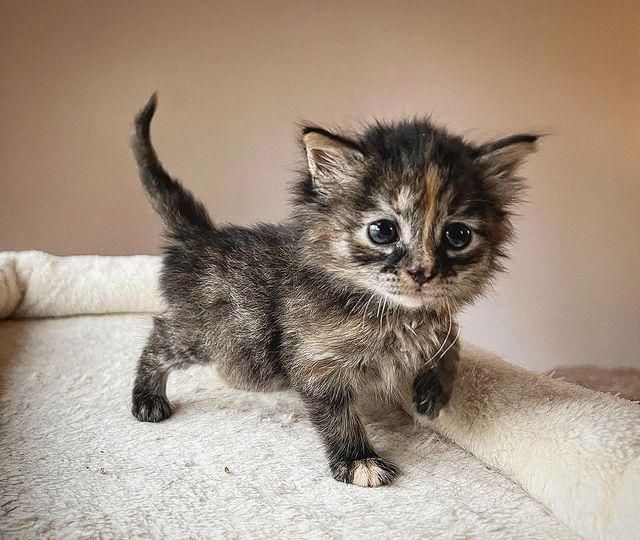 A store tabby kitten